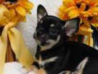 Chihuahua Puppy for sale in Anniston, AL, USA