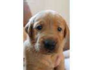 Labrador Retriever Puppy for sale in Colorado Springs, CO, USA