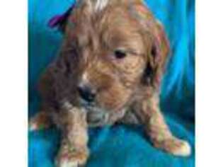 Mutt Puppy for sale in Denver, CO, USA