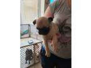 Pug Puppy for sale in Menasha, WI, USA
