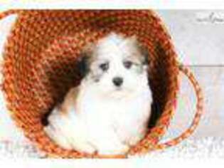 Havanese Puppy for sale in Canton, OH, USA