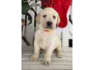 Labrador Retriever Puppy for sale in Warsaw, NY, USA