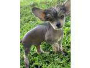 Chinese Crested Puppy for sale in Vero Beach, FL, USA