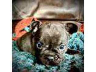 French Bulldog Puppy for sale in Marengo, OH, USA