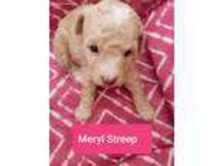 Mutt Puppy for sale in Kenilworth, UT, USA