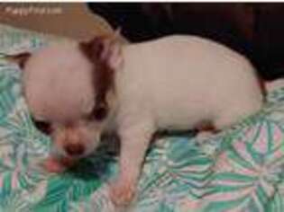 Chihuahua Puppy for sale in Williamstown, NJ, USA