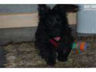 Scottish Terrier Puppy for sale in Saint Cloud, MN, USA