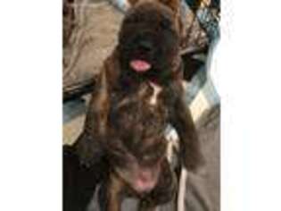 Cane Corso Puppy for sale in Laurel, MD, USA