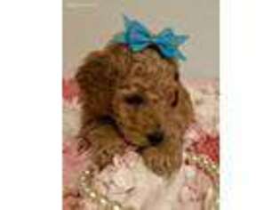 Mutt Puppy for sale in Athens, AL, USA