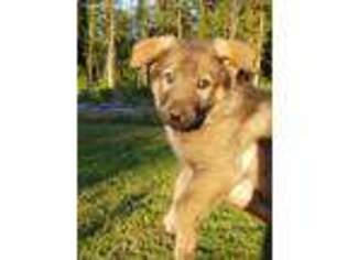 German Shepherd Dog Puppy for sale in Lake Stevens, WA, USA