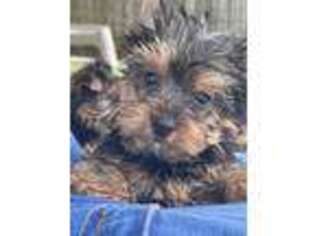 Yorkshire Terrier Puppy for sale in Austin, TX, USA