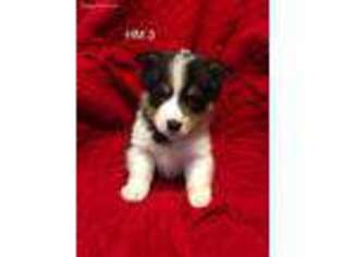 Pembroke Welsh Corgi Puppy for sale in Ely, MN, USA