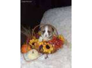 Pembroke Welsh Corgi Puppy for sale in Lena, IL, USA