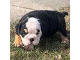 Bulldog Puppy for sale in Saint Clair Shores, MI, USA