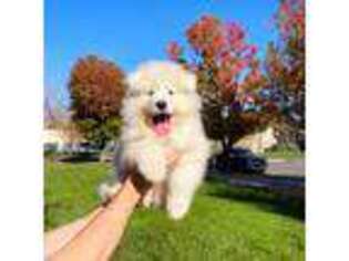 Samoyed Puppy for sale in Santa Rosa, CA, USA