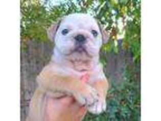 Bulldog Puppy for sale in Caldwell, ID, USA