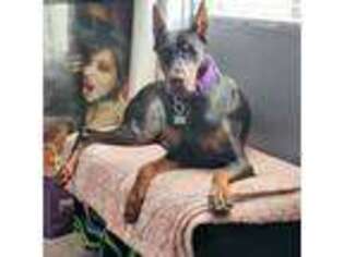 Doberman Pinscher Puppy for sale in Las Vegas, NV, USA