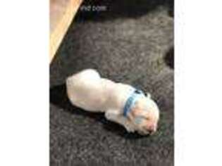 Mutt Puppy for sale in Nashville, IN, USA
