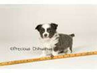Chihuahua Puppy for sale in The Dalles, OR, USA