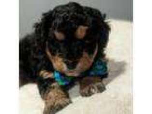 Bernese Mountain Dog Puppy for sale in Bellefontaine, OH, USA