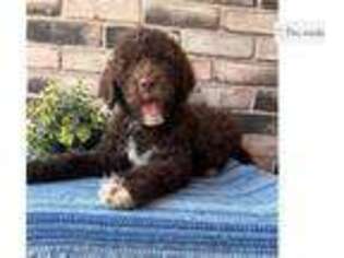 Portuguese Water Dog Puppy for sale in Canton, OH, USA