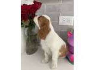 Cavalier King Charles Spaniel Puppy for sale in Woodridge, IL, USA