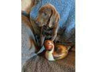 Labrador Retriever Puppy for sale in Kingman, AZ, USA