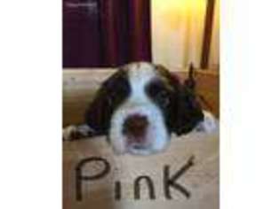 English Springer Spaniel Puppy for sale in Sauk City, WI, USA