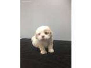 Shih-Poo Puppy for sale in Rockfield, KY, USA