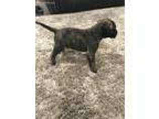 Bullmastiff Puppy for sale in Pittsburgh, PA, USA