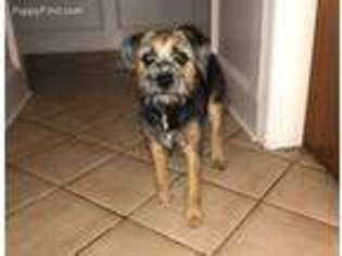 Border Terrier Puppy for sale in Bellerose, NY, USA