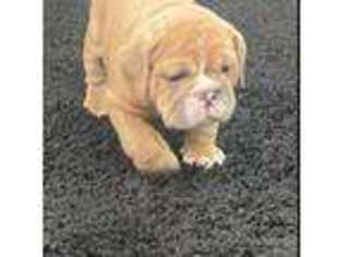 Bulldog Puppy for sale in Bedford, OH, USA