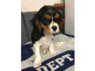 Cavalier King Charles Spaniel Puppy for sale in Blain, PA, USA