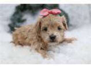 Mutt Puppy for sale in Mansfield, OH, USA