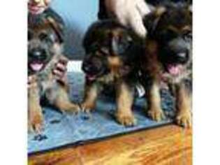 German Shepherd Dog Puppy for sale in Dundee, IL, USA