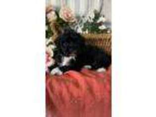 Poovanese Puppy for sale in Topeka, IN, USA