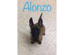 Belgian Malinois Puppy for sale in Denver, IN, USA
