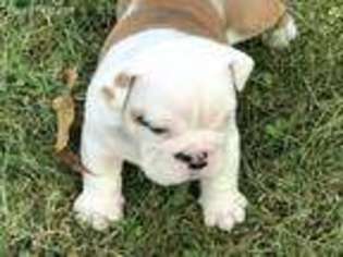 Bulldog Puppy for sale in Oxford, MI, USA