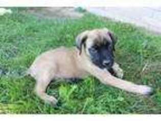 Mastiff Puppy for sale in Sugarcreek, OH, USA