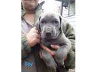 Cane Corso Puppy for sale in Wurtsboro, NY, USA