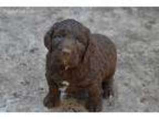Goldendoodle Puppy for sale in Hawarden, IA, USA