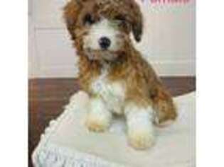 Mutt Puppy for sale in Scio, OR, USA