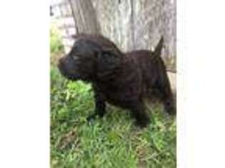 Labradoodle Puppy for sale in Nashville, GA, USA