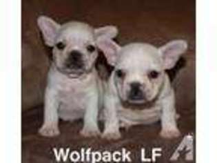French Bulldog Puppy for sale in CLEARFIELD, UT, USA