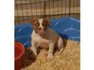 American Bulldog Puppy for sale in Waxahachie, TX, USA
