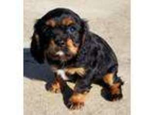 Cavalier King Charles Spaniel Puppy for sale in Farmerville, LA, USA