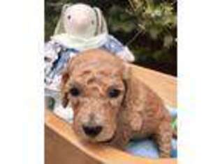 Mutt Puppy for sale in Vestaburg, MI, USA