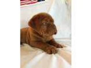 American Bull Dogue De Bordeaux Puppy for sale in Whitewright, TX, USA