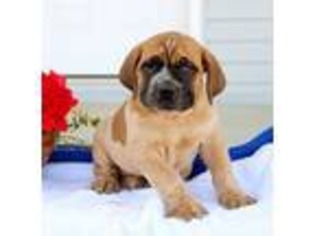 Boerboel Puppy for sale in Gap, PA, USA