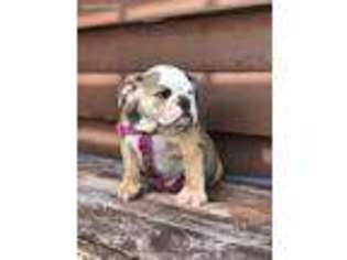 Bulldog Puppy for sale in Kempner, TX, USA